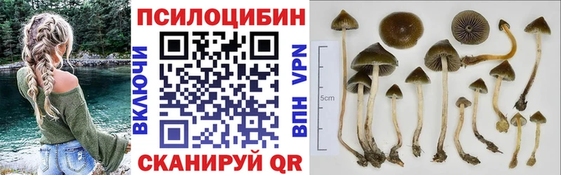 где найти наркотики  Темников  Псилоцибиновые грибы Psilocybe 